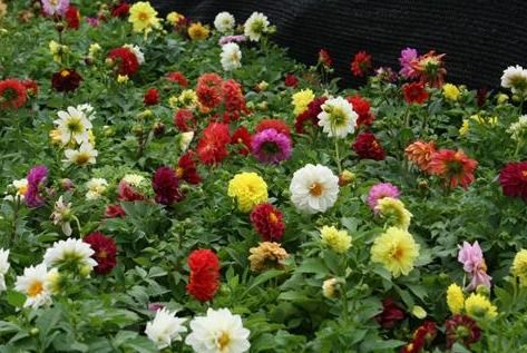 喜欢养护花卉,养盆花中精品 汤姆奥桑特 ,花香浓郁,花繁叶茂